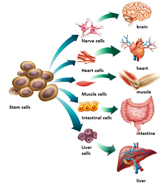 Stem Cell Therapy