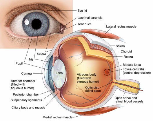 Medical Retina Treatments