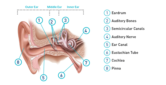 Hearing Loss Treatment