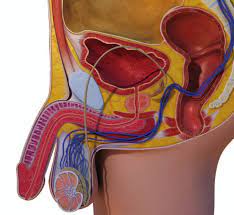Male Infertility Treatment