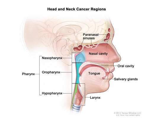 Head and Neck Cancer